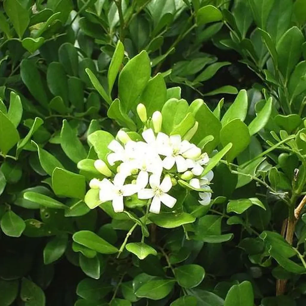 Khasiat dan Budidaya Daun Kemuning Kuning (Murraya Paniculata Var. Siamensis) untuk Aromaterapi