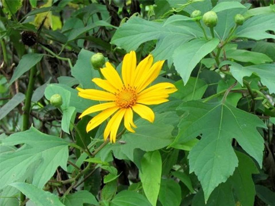Khasiat dan Budidaya Daun Paitan (Tithonia Diversifolia) untuk Pengobatan Tradisional