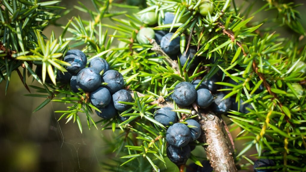 Juniper Berry Adalah Buah Herbal Kecil Yang Digunakan Dalam Ramuan Obat Dan Minuman Kesehatan Eropa