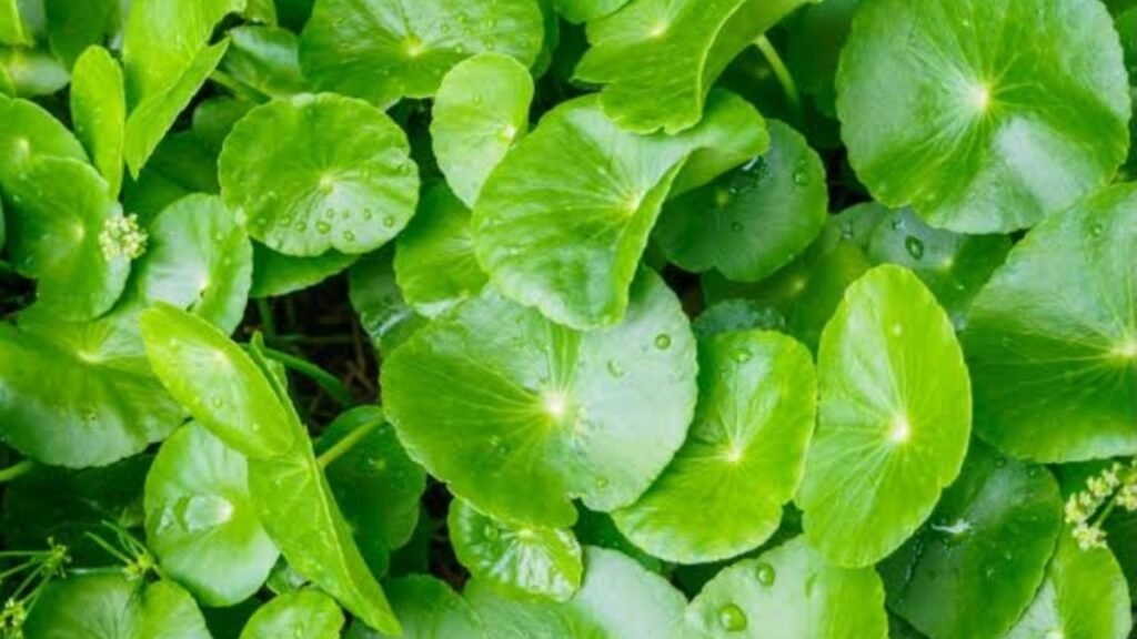 Oregano Membantu Melancarkan Peredaran Darah Ke Otak Saat Dikombinasikan Dengan Pegagan