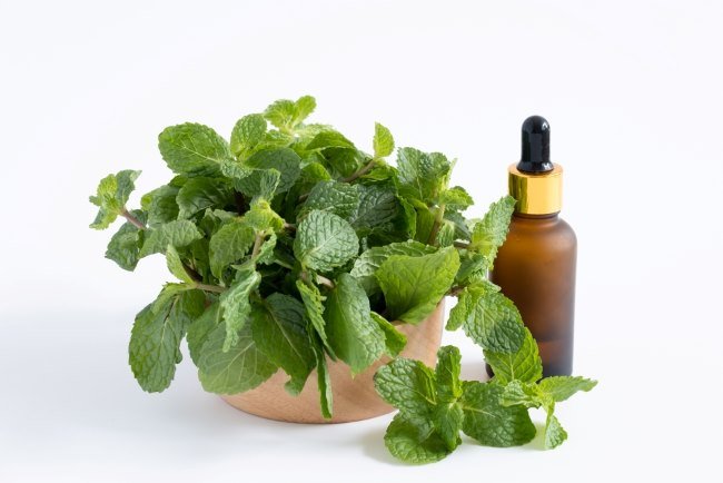 Daftar Komponen Alami Seperti Minyak Kelapa Dan Beeswax Yang Digunakan Dalam Salep Herbal