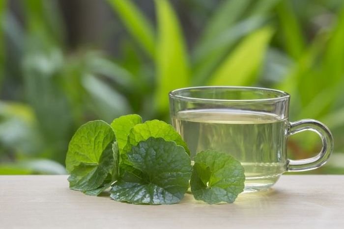 Teh Pegagan Dicampur Daun Eucalyptus Membantu Pikiran Lebih Segar Dan Siaga