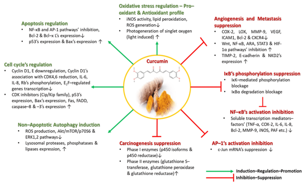 Menjelaskan Peran Kurkumin Sebagai Antioksidan, Antiinflamasi, Dan Potensinya Dalam Dunia Farmasi