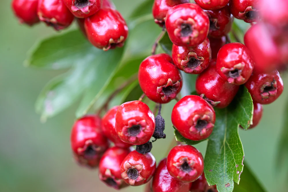 Hawthorn Adalah Tanaman Herbal Yang Digunakan Untuk Mendukung Fungsi Jantung Dan Sirkulasi Darah Di Eropa