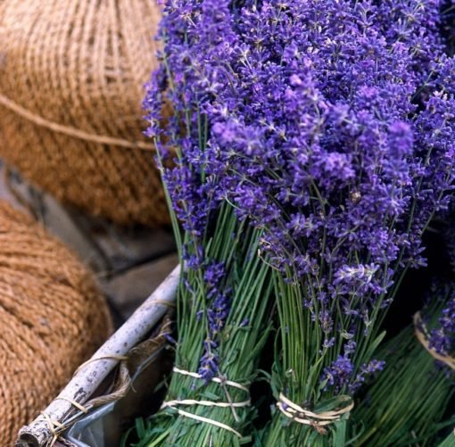 Lavender (Lavandula angustifolia) – Bunga Cantik dengan Khasiat Menenangkan