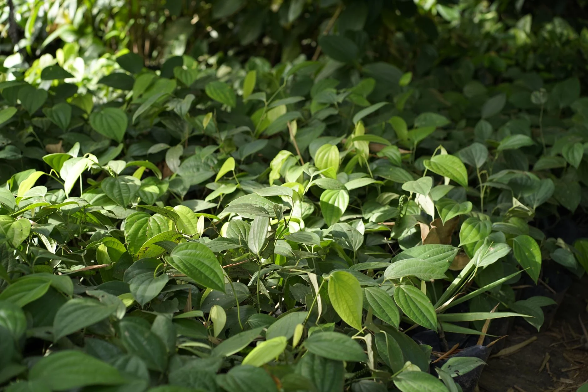 Berbagai jenis tanaman obat tradisional untuk kesehatan alami dan pengobatan herbal.
